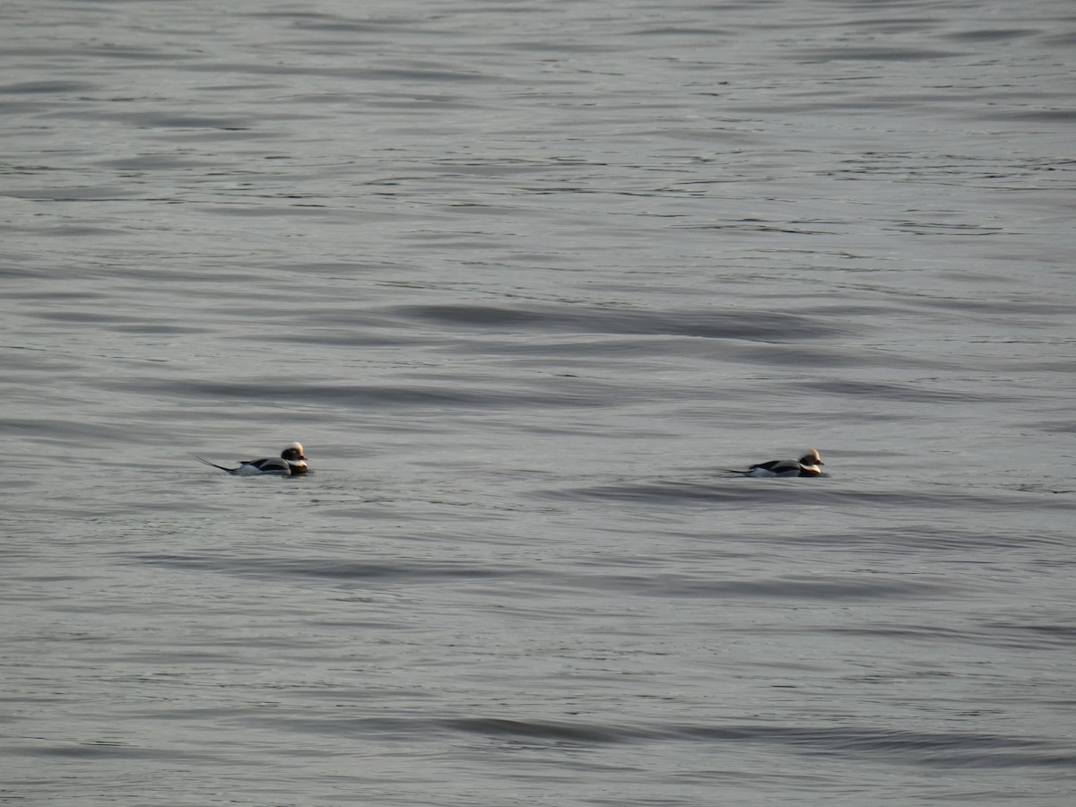 havelle - ML646651413