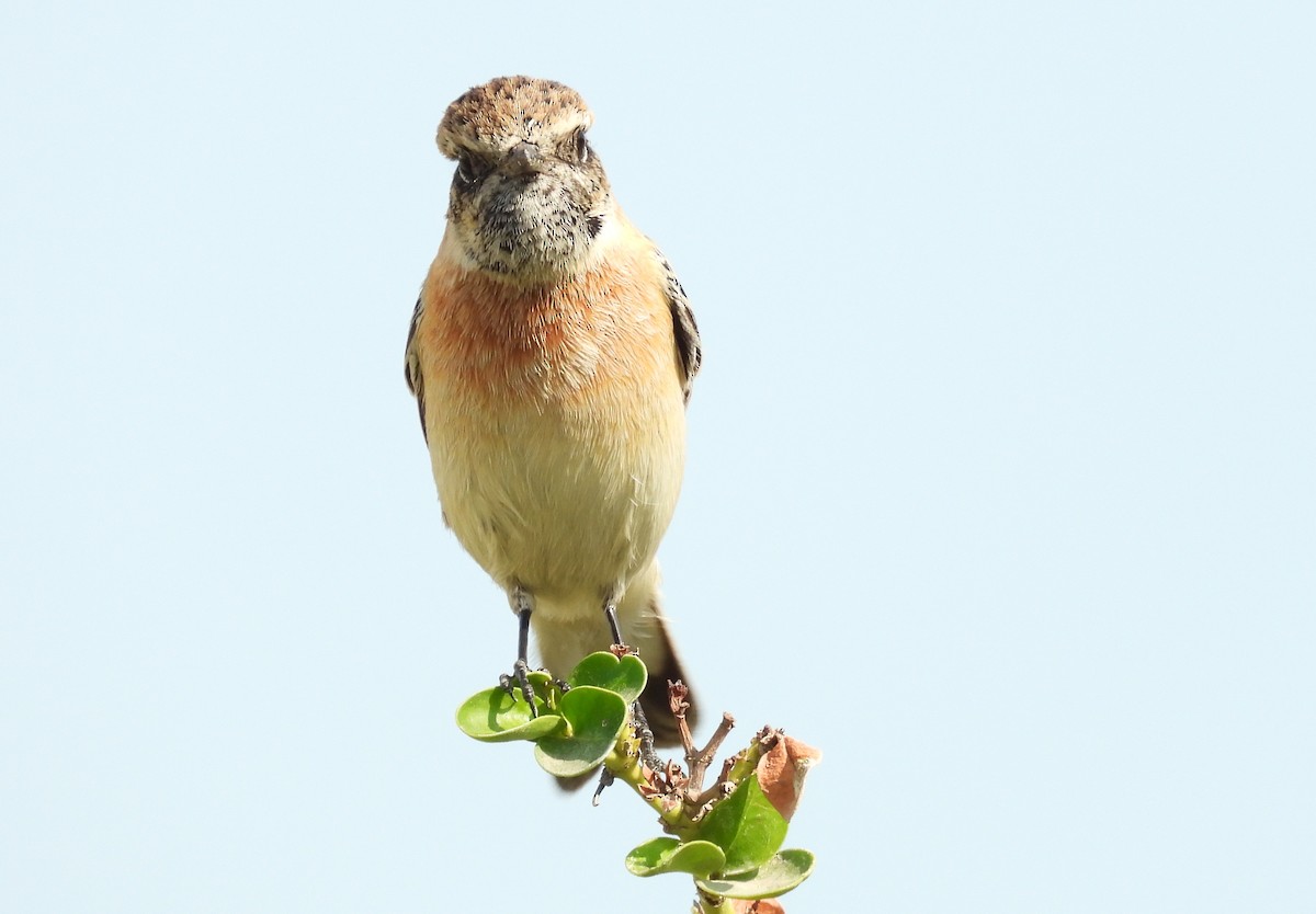 Siberian Stonechat - ML646651416