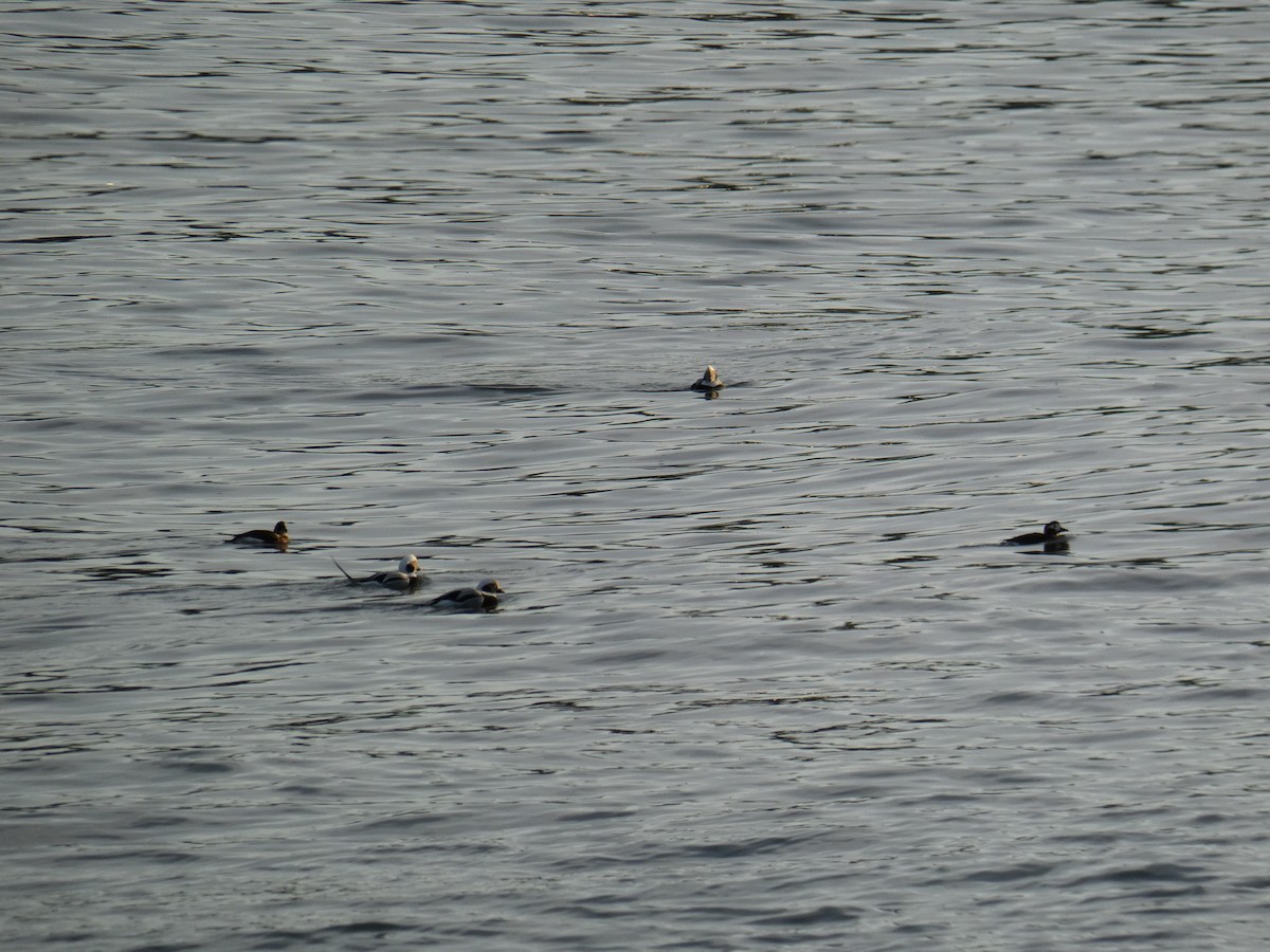 havelle - ML646651418