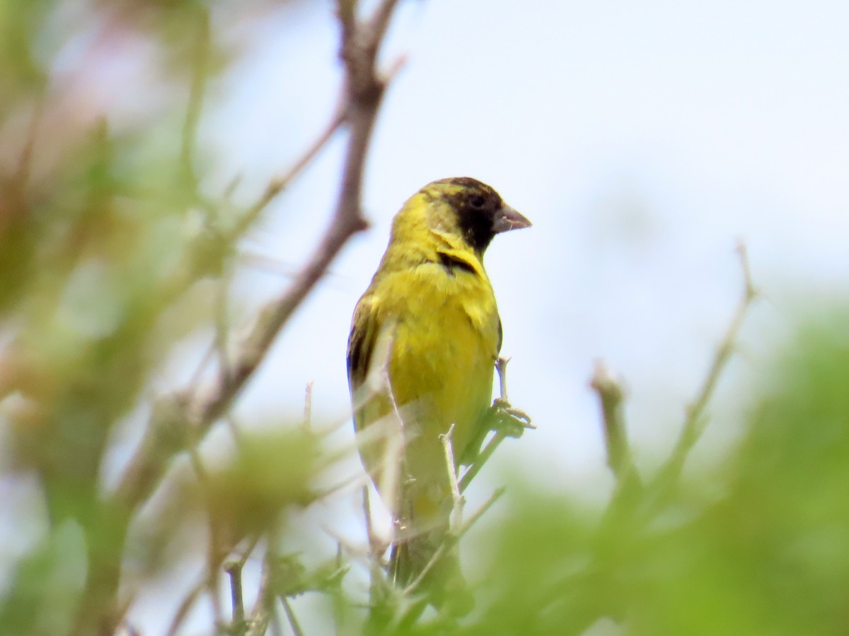 Hooded Siskin - ML646651419