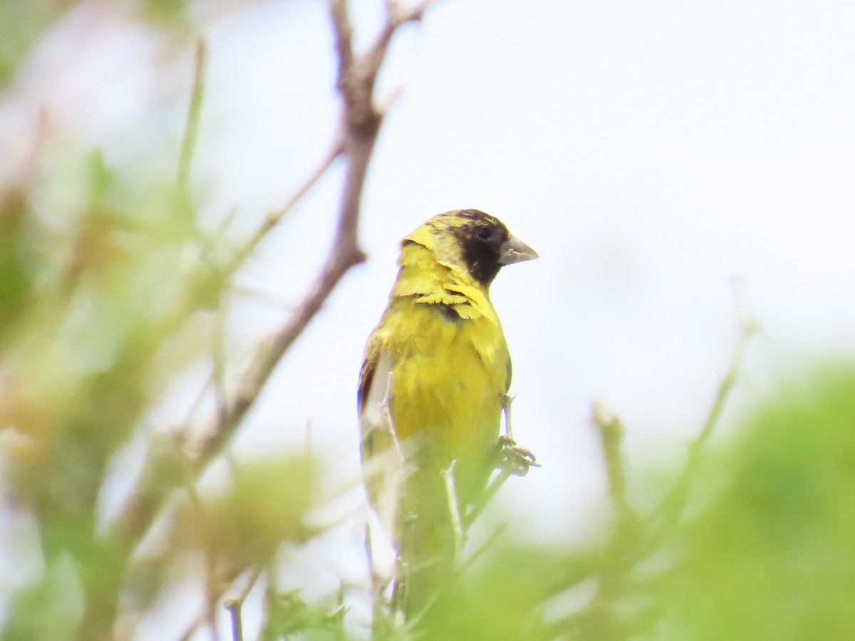 Hooded Siskin - ML646651420