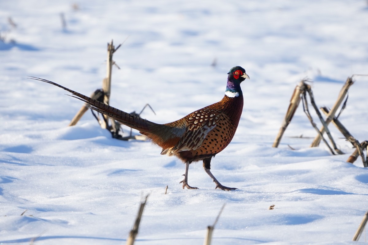 Ring-necked Pheasant - ML646651422