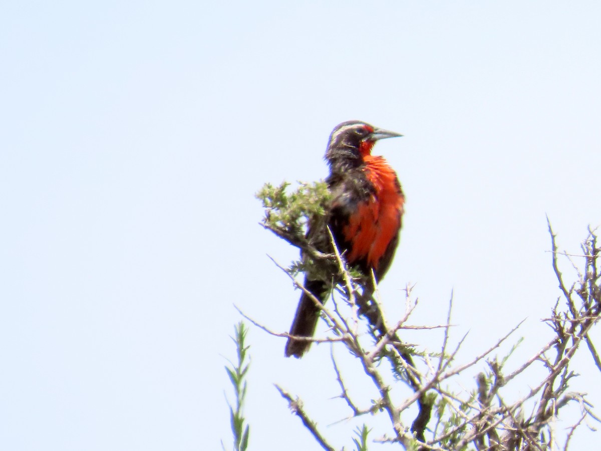 Long-tailed Meadowlark - ML646651424