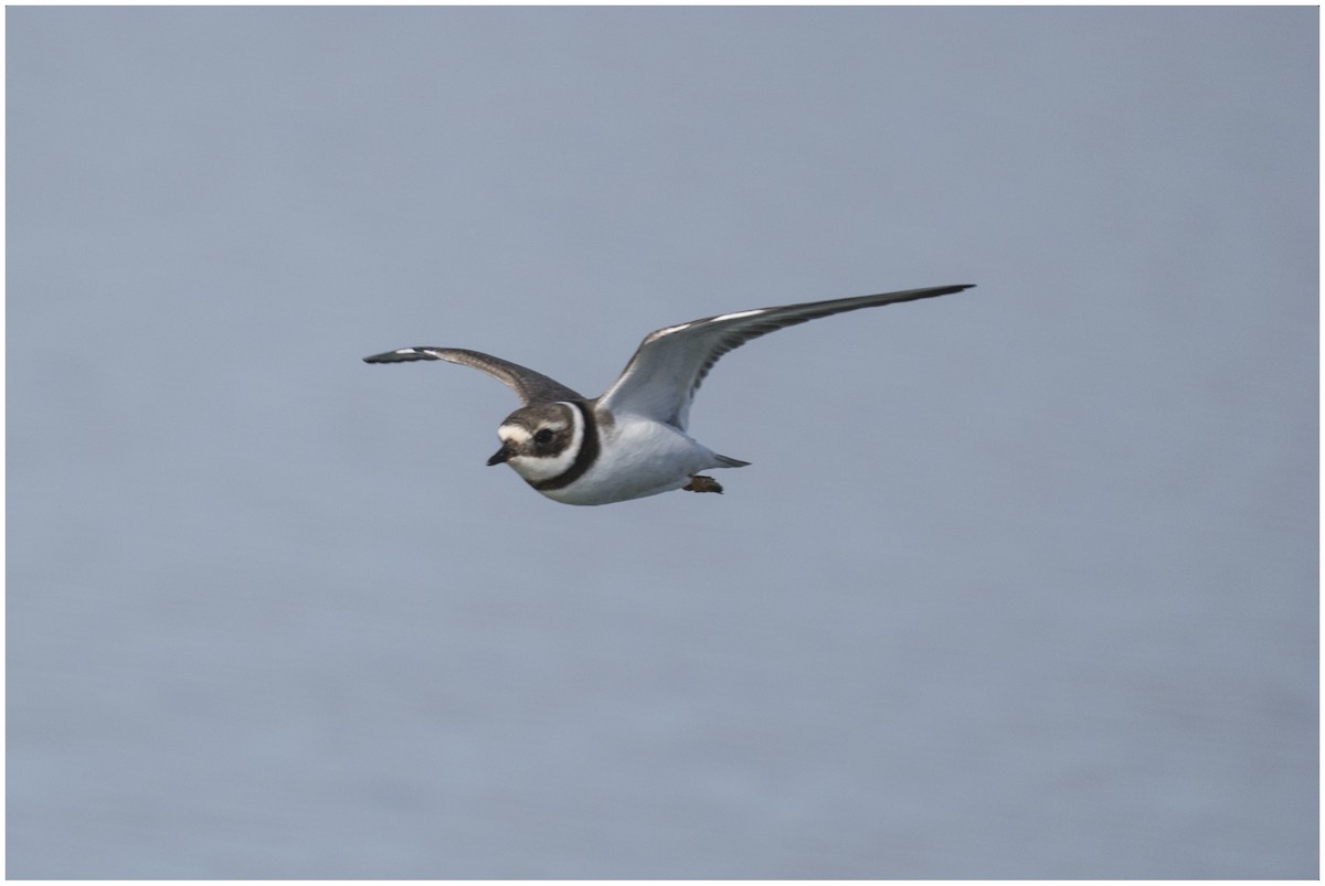 Common Ringed Plover - ML646651427
