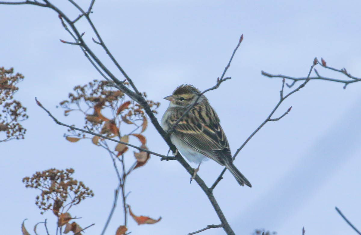 チャガシラヒメドリ - ML646651428