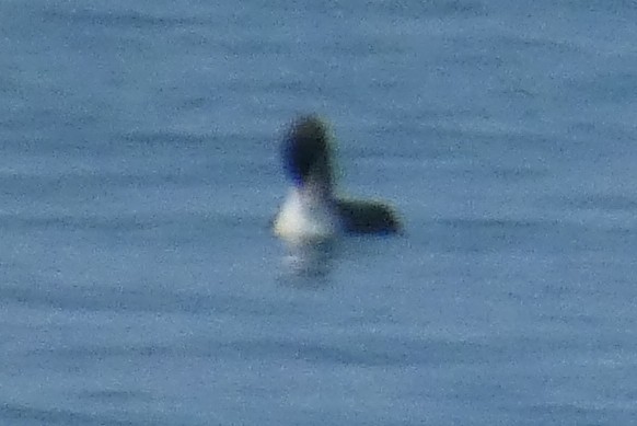 Common Loon - ML646651429