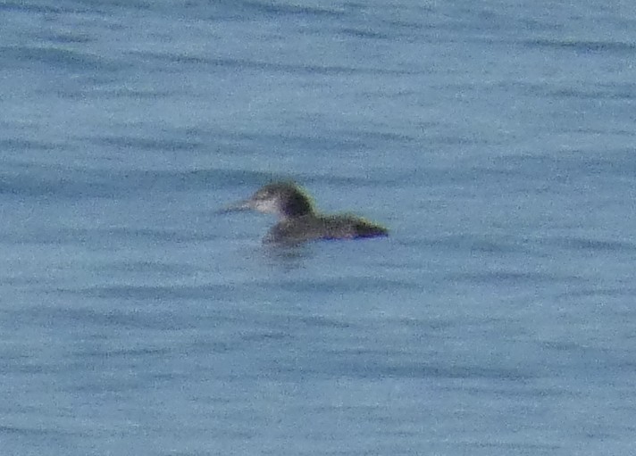 Common Loon - ML646651430