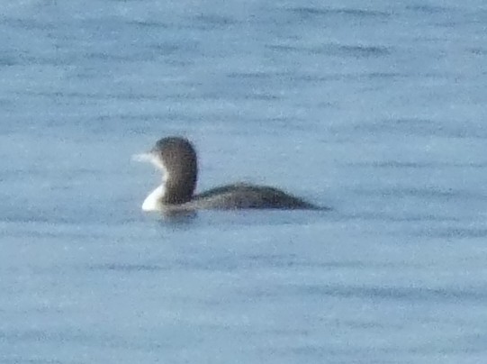 Common Loon - ML646651431