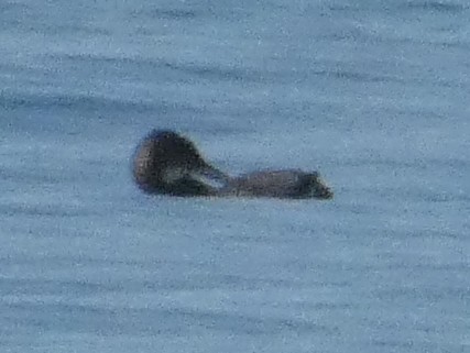 Common Loon - ML646651432