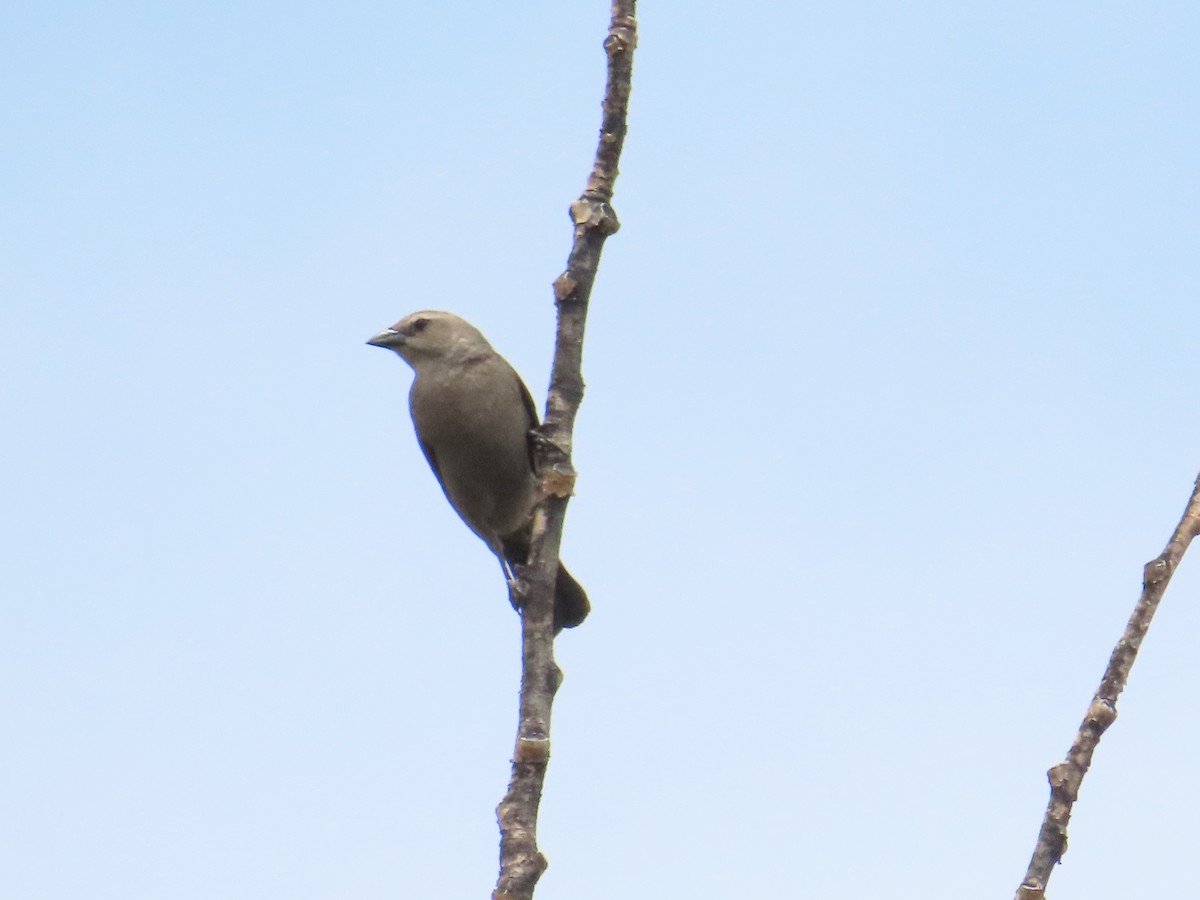 Shiny Cowbird - ML646651433