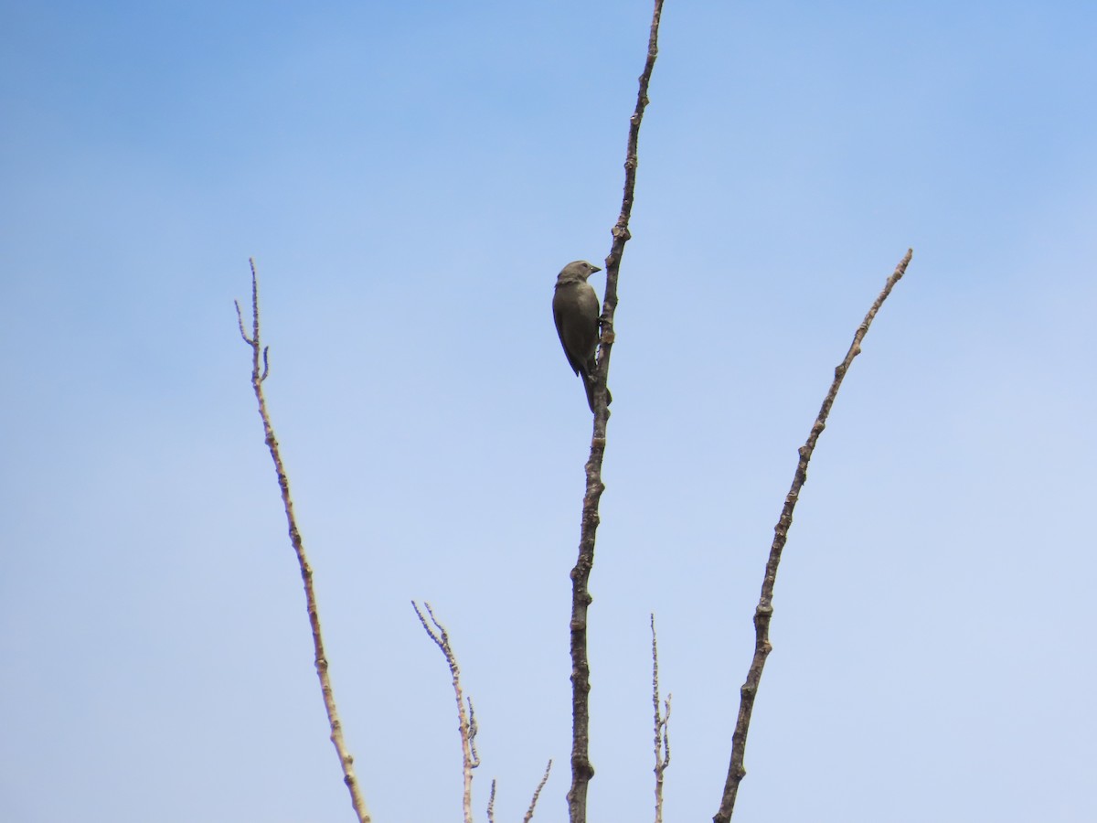 Shiny Cowbird - ML646651434