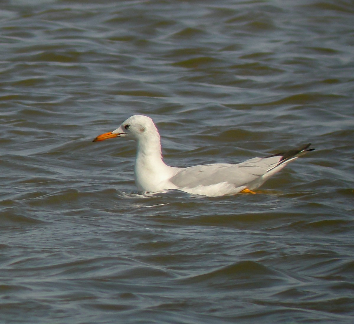 Antxeta mokozorrotza - ML646651436