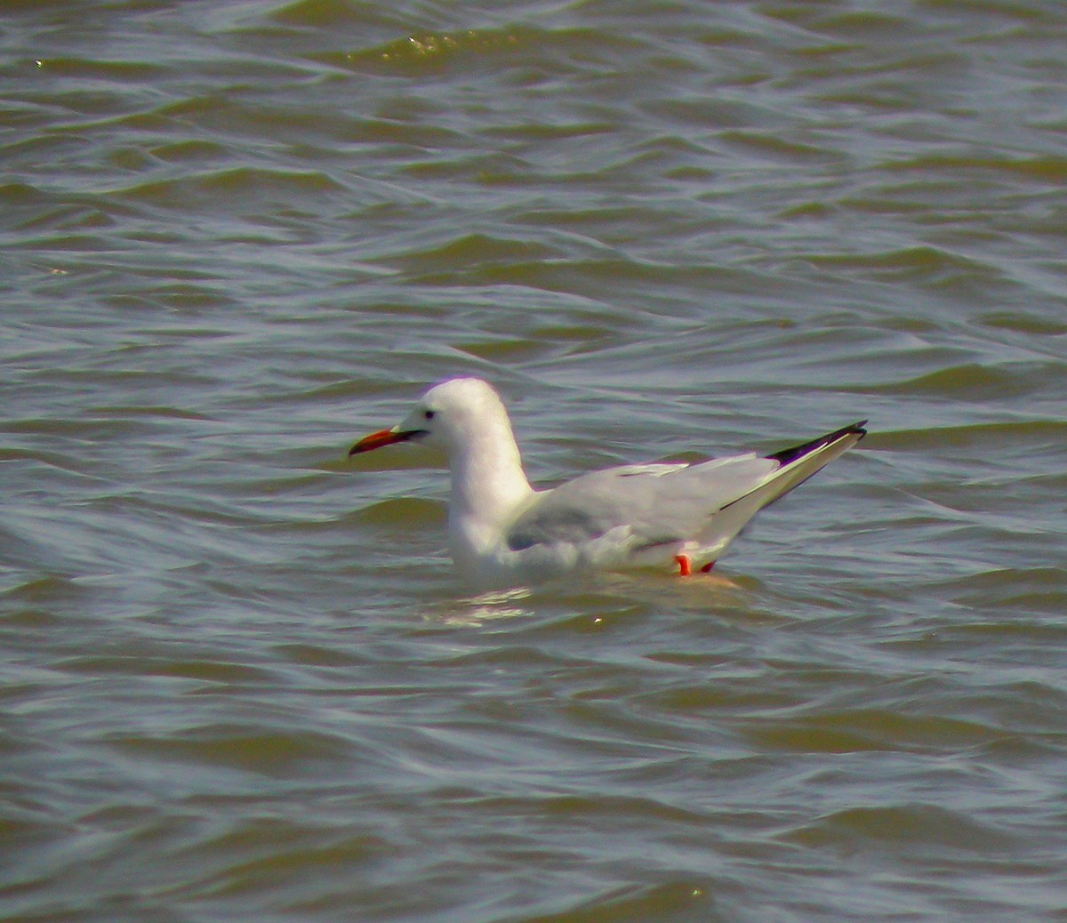 Antxeta mokozorrotza - ML646651437