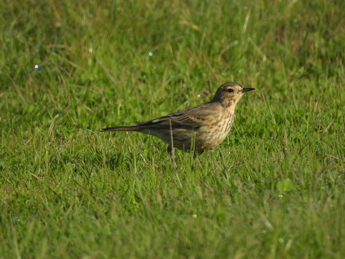 Spioncello del Pacifico - ML646651438