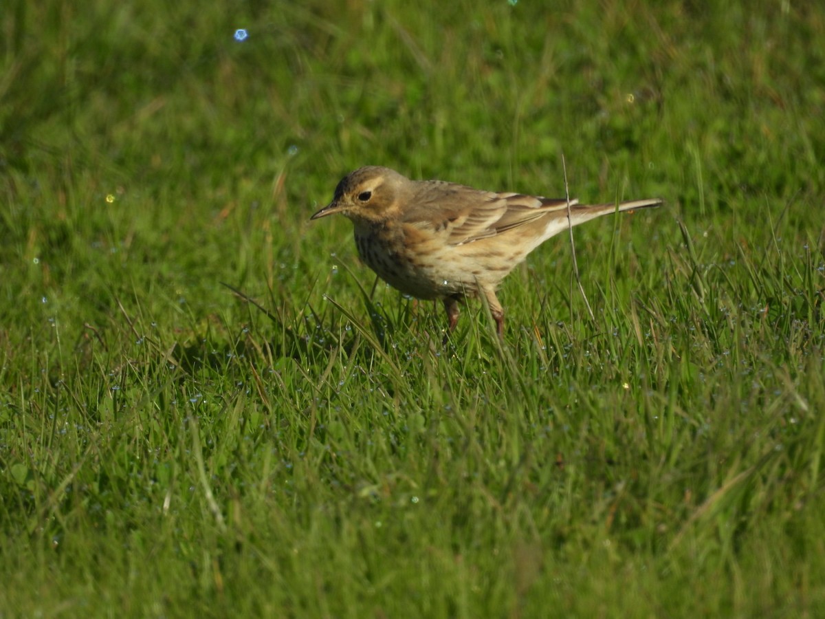 Spioncello del Pacifico - ML646651439