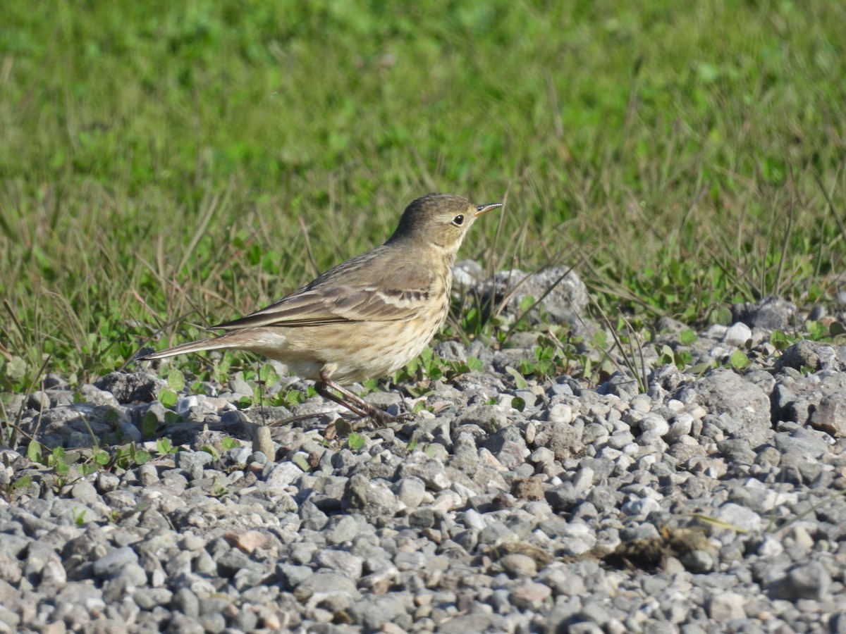 Spioncello del Pacifico - ML646651440