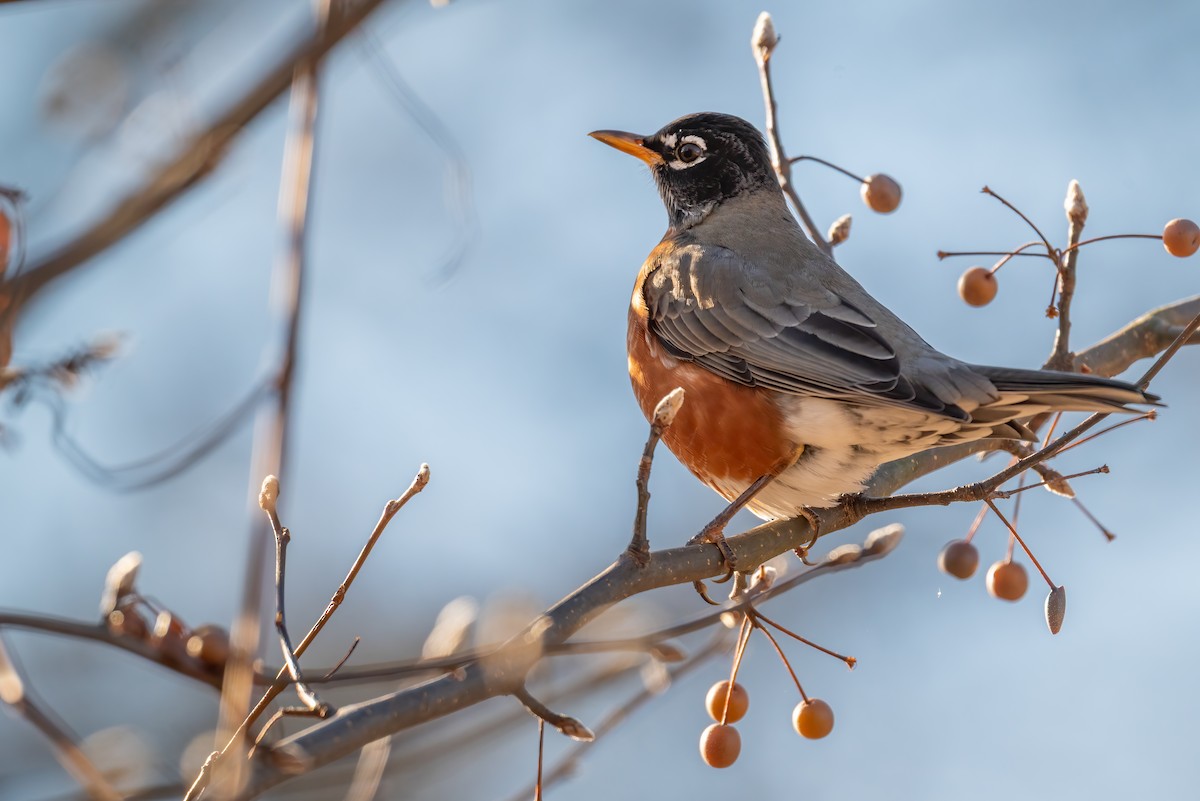 Странствующий дрозд - ML646651441