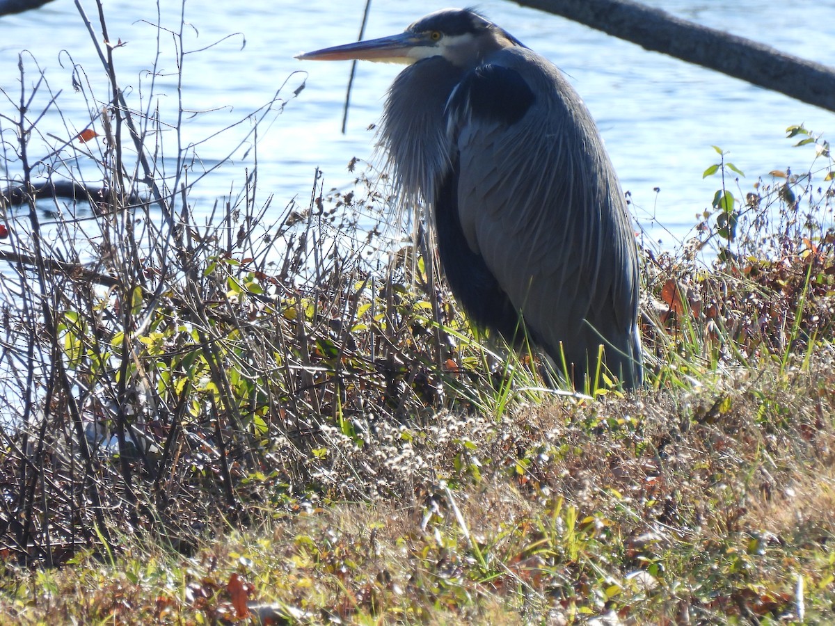 Great Blue Heron - ML646651442