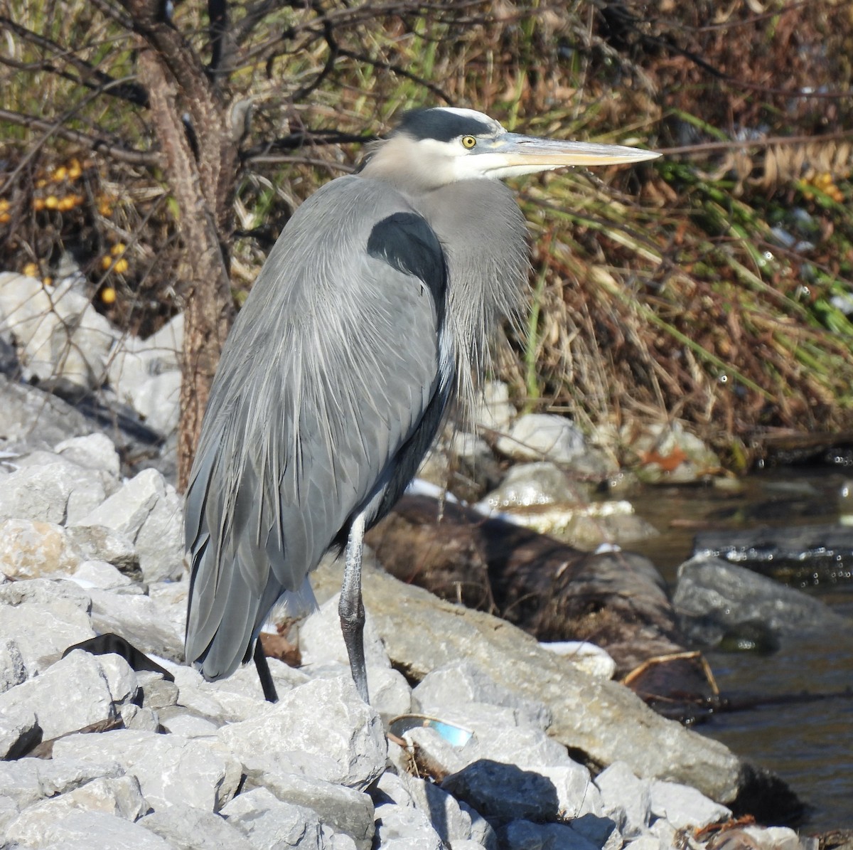 Great Blue Heron - ML646651443