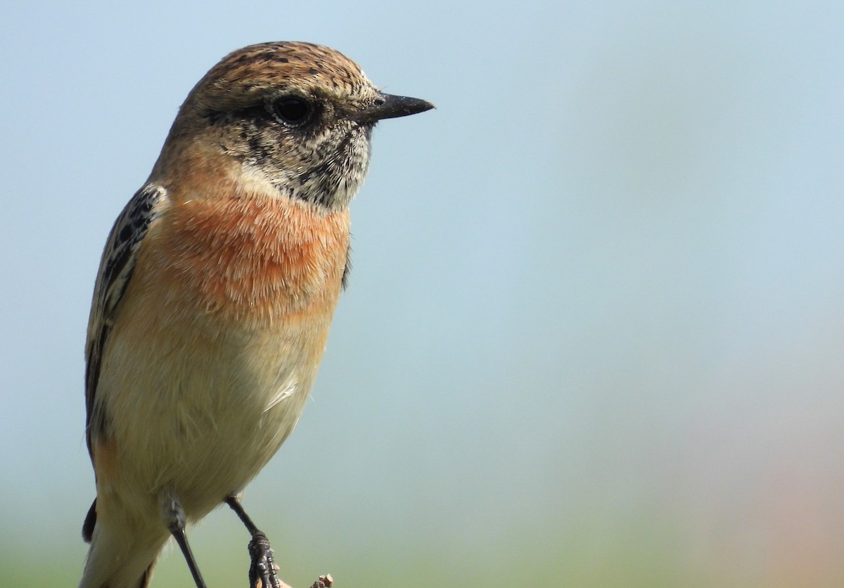 Siberian Stonechat - ML646651444