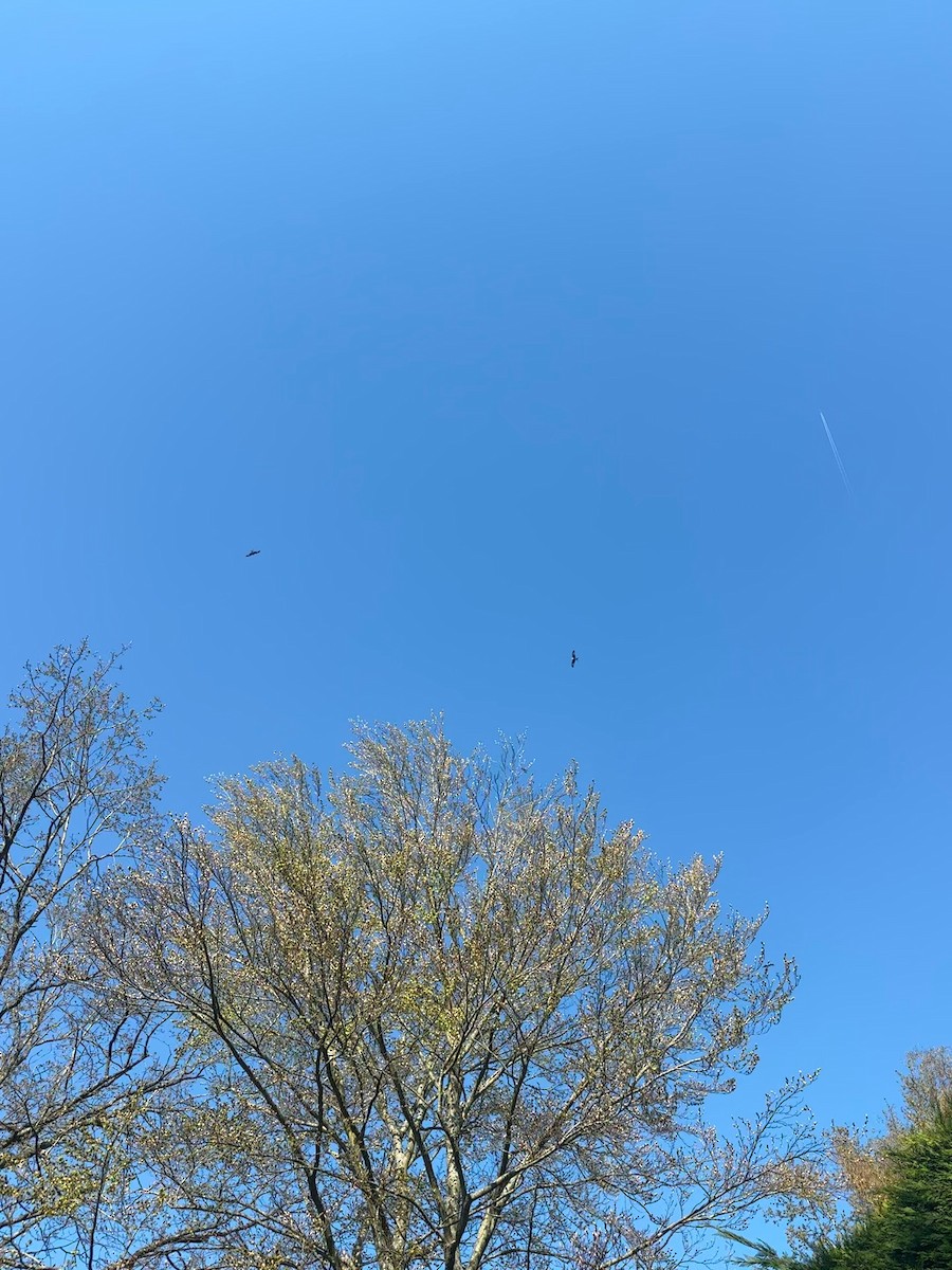 Red Kite - ML646651445