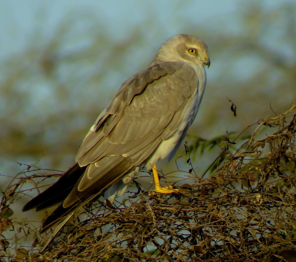 Pallid Harrier - ML646651448