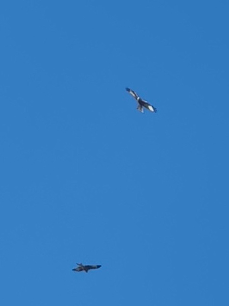 Red Kite - ML646651450