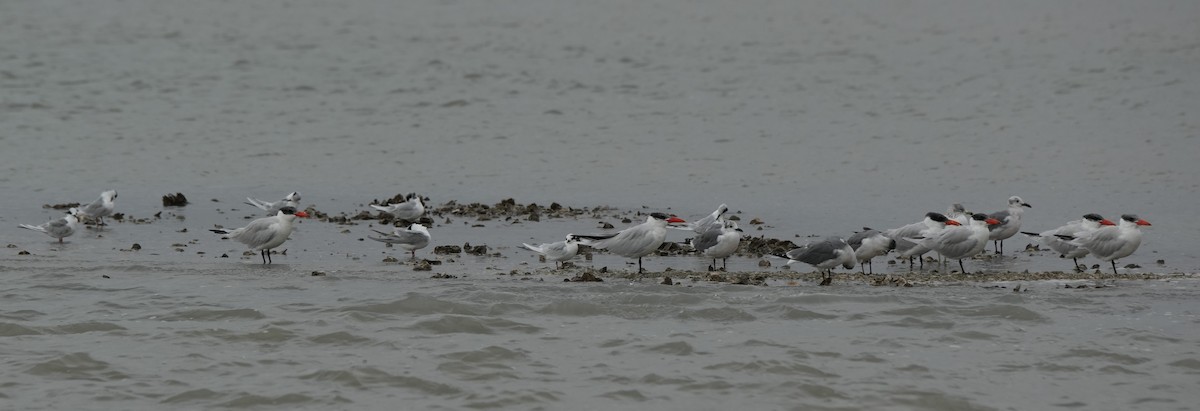 שחפית כספית - ML646651451