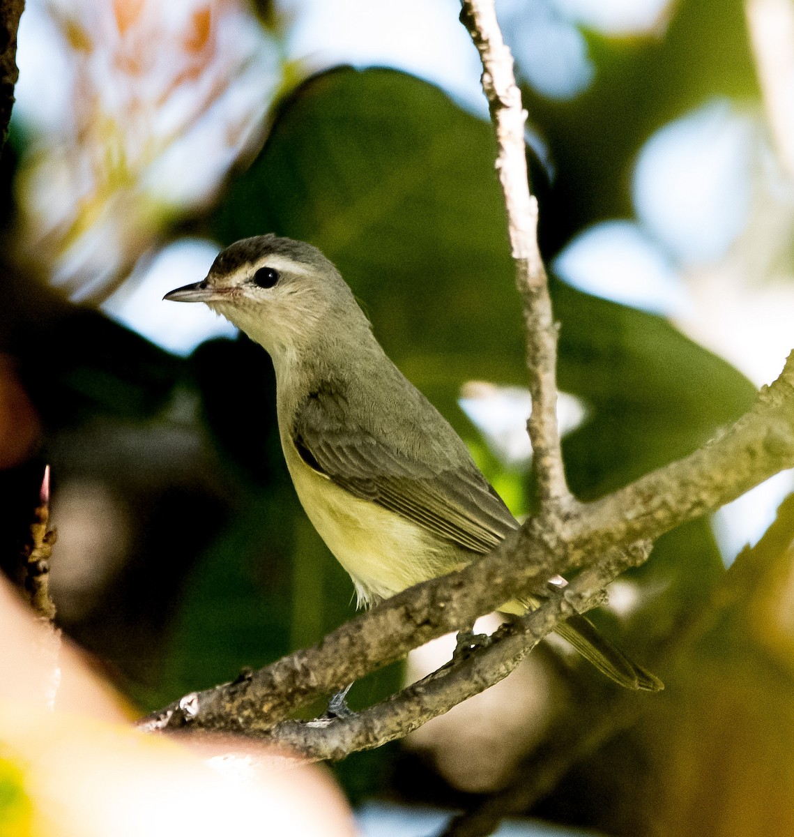 Eastern Warbling Vireo - ML646651452