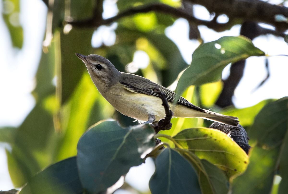 Eastern Warbling Vireo - ML646651453