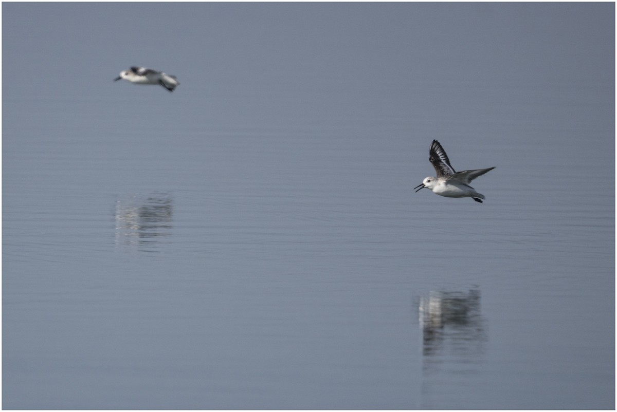 Sanderling - ML646651454