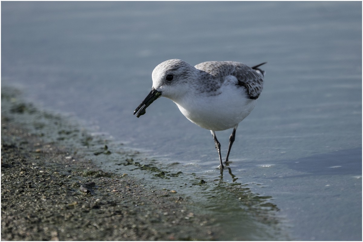 Sanderling - ML646651455