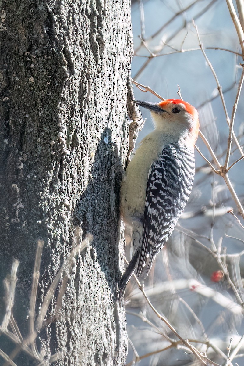 Каролинский дятел - ML646651456