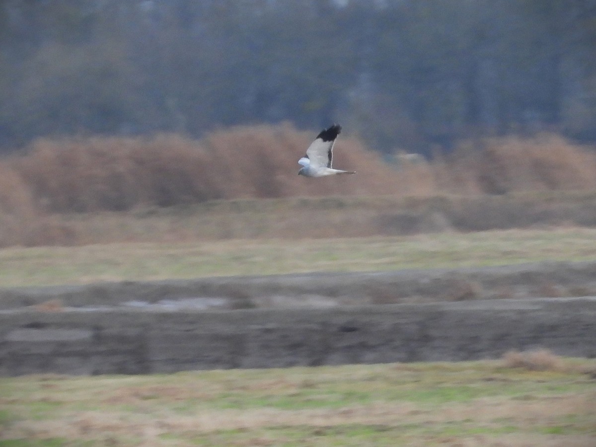 Hen Harrier - ML646651457