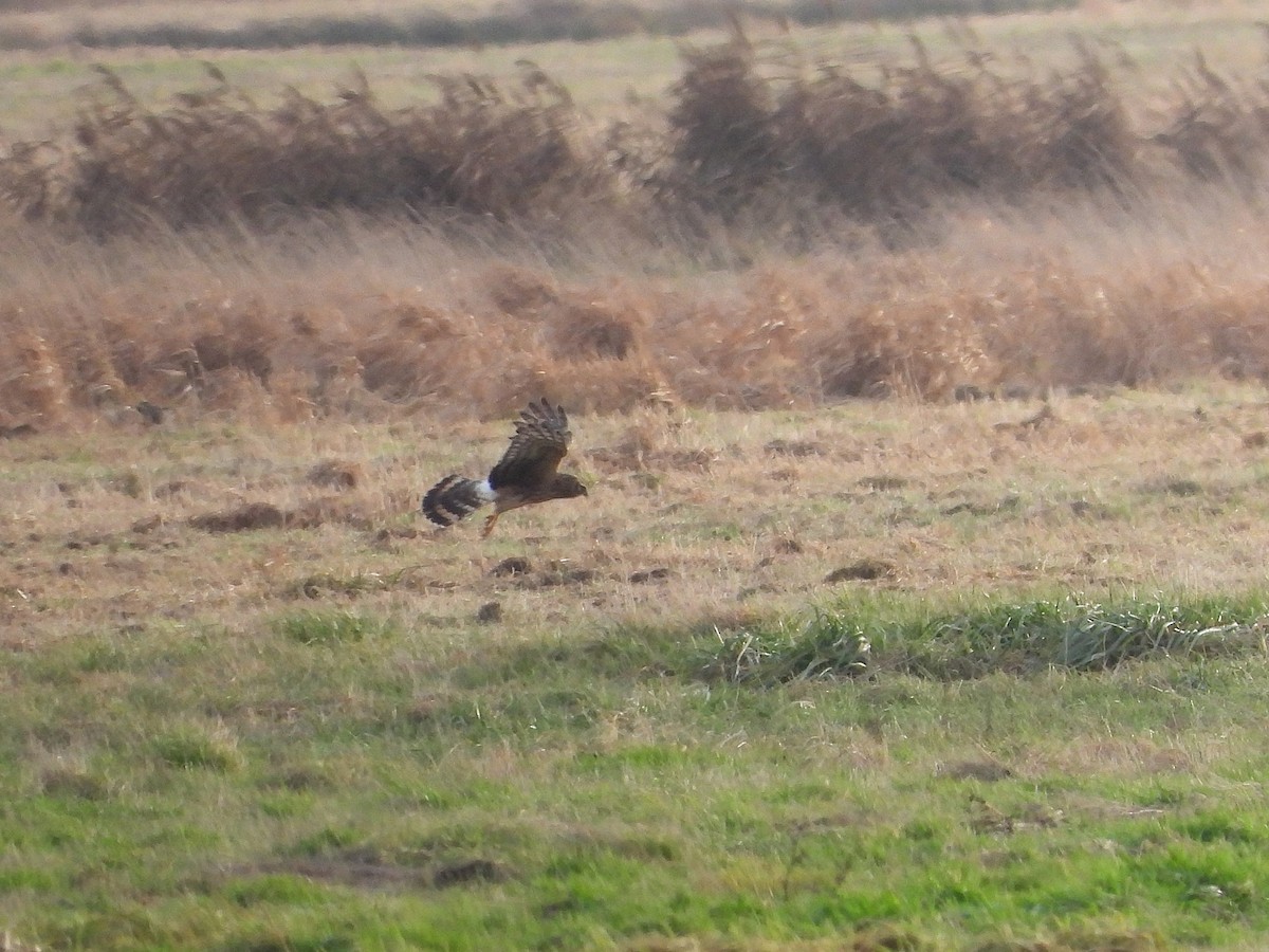 Hen Harrier - ML646651458