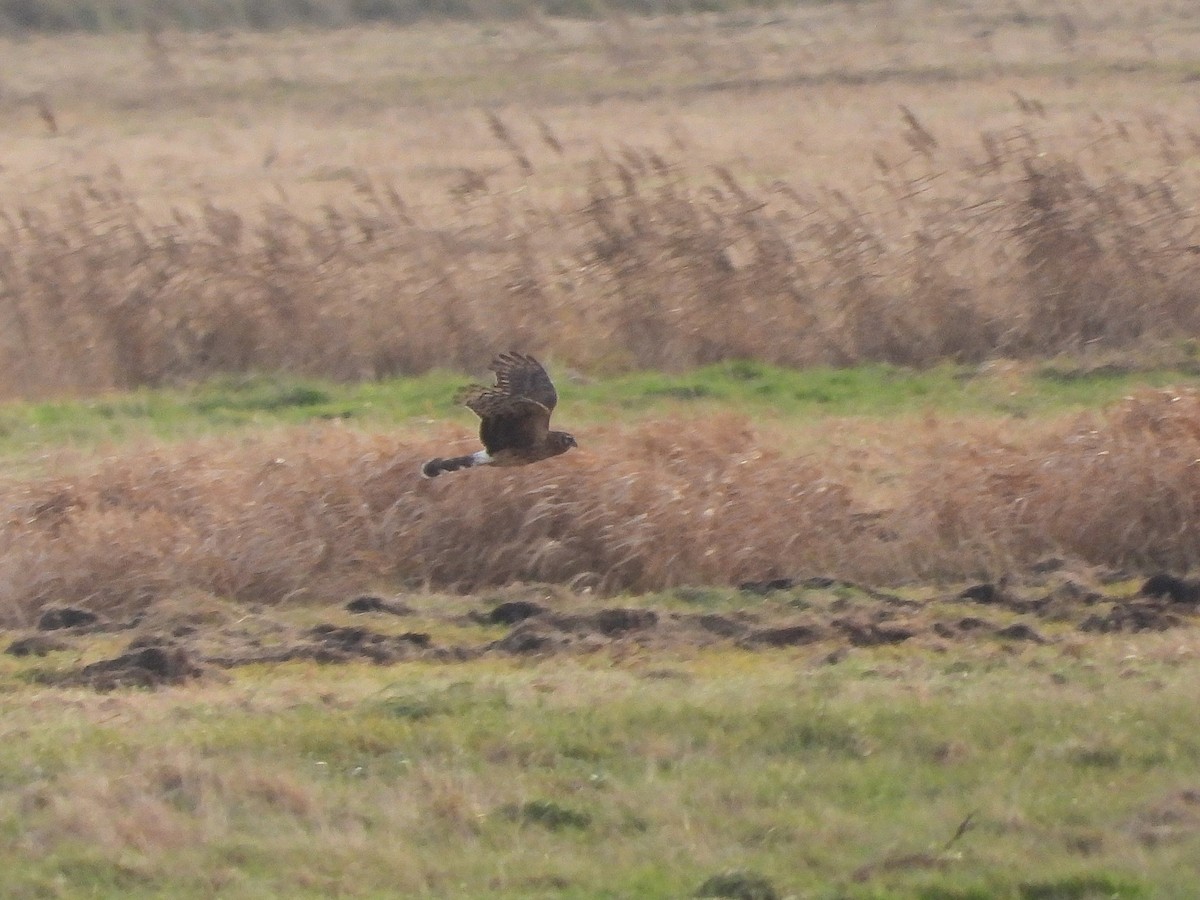 Hen Harrier - ML646651459