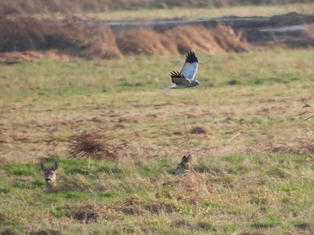 Hen Harrier - ML646651460