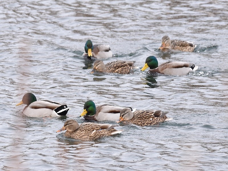 Mallard - ML646651461