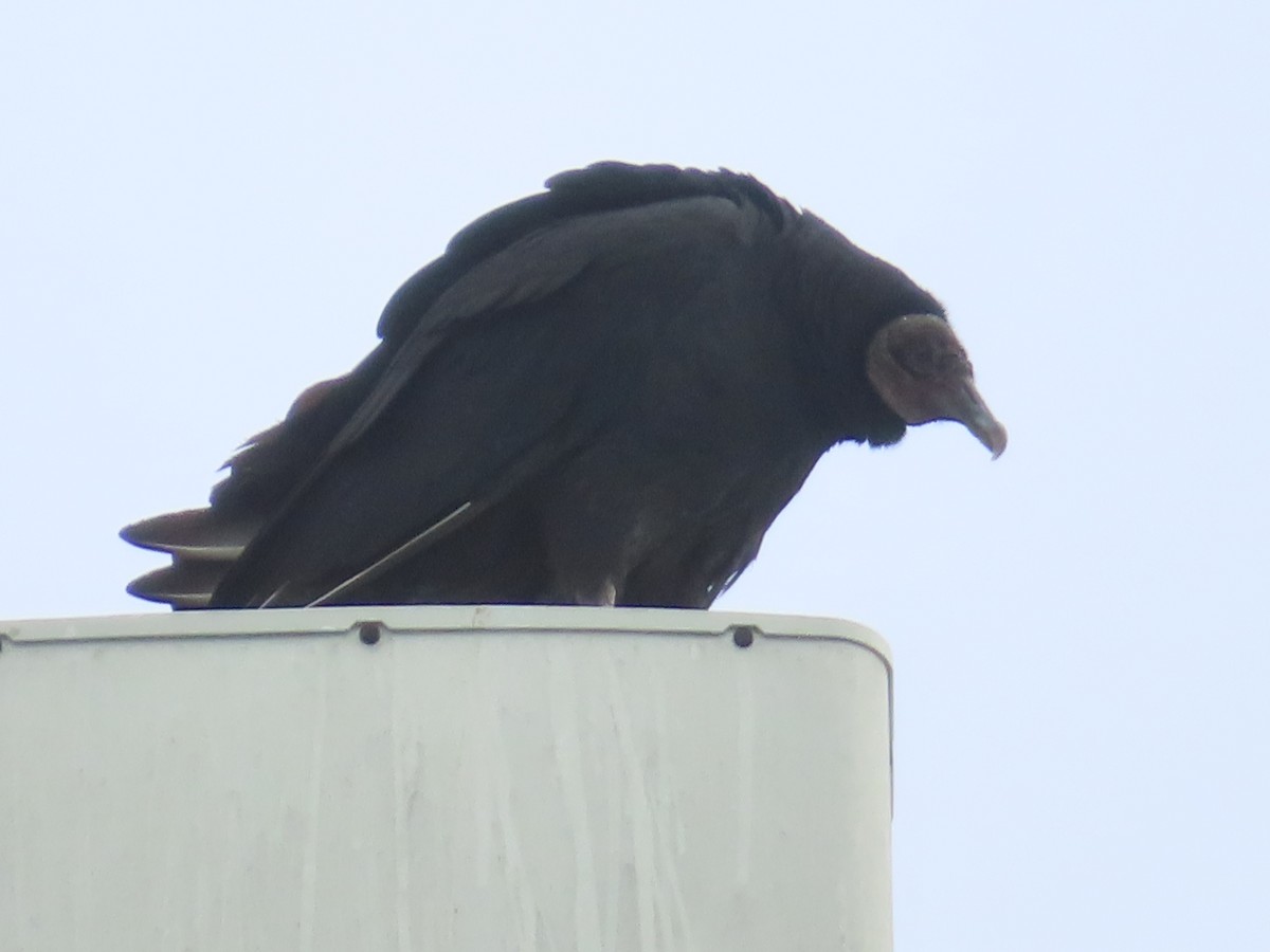 Чёрная катарта - ML646651462