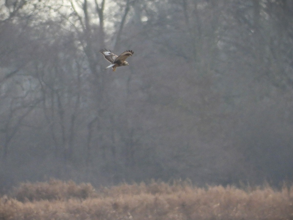 Rough-legged Hawk - ML646651467