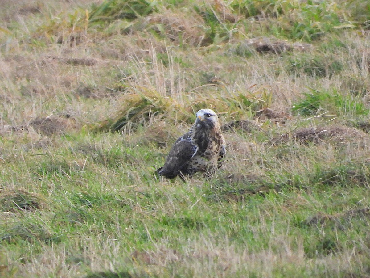 Rough-legged Hawk - ML646651468