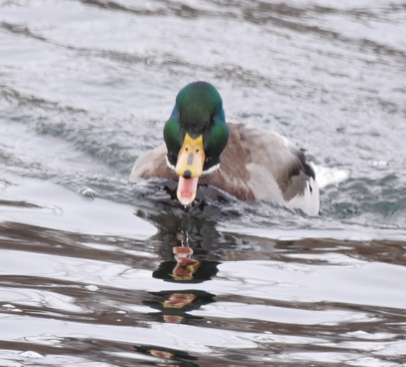 Mallard - ML646651470