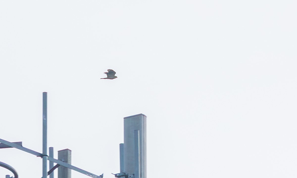 finkehauk - ML646651472