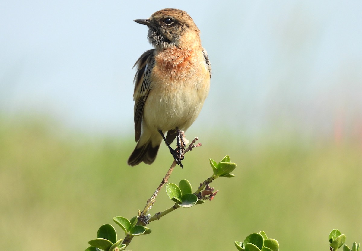 Siberian Stonechat - ML646651477