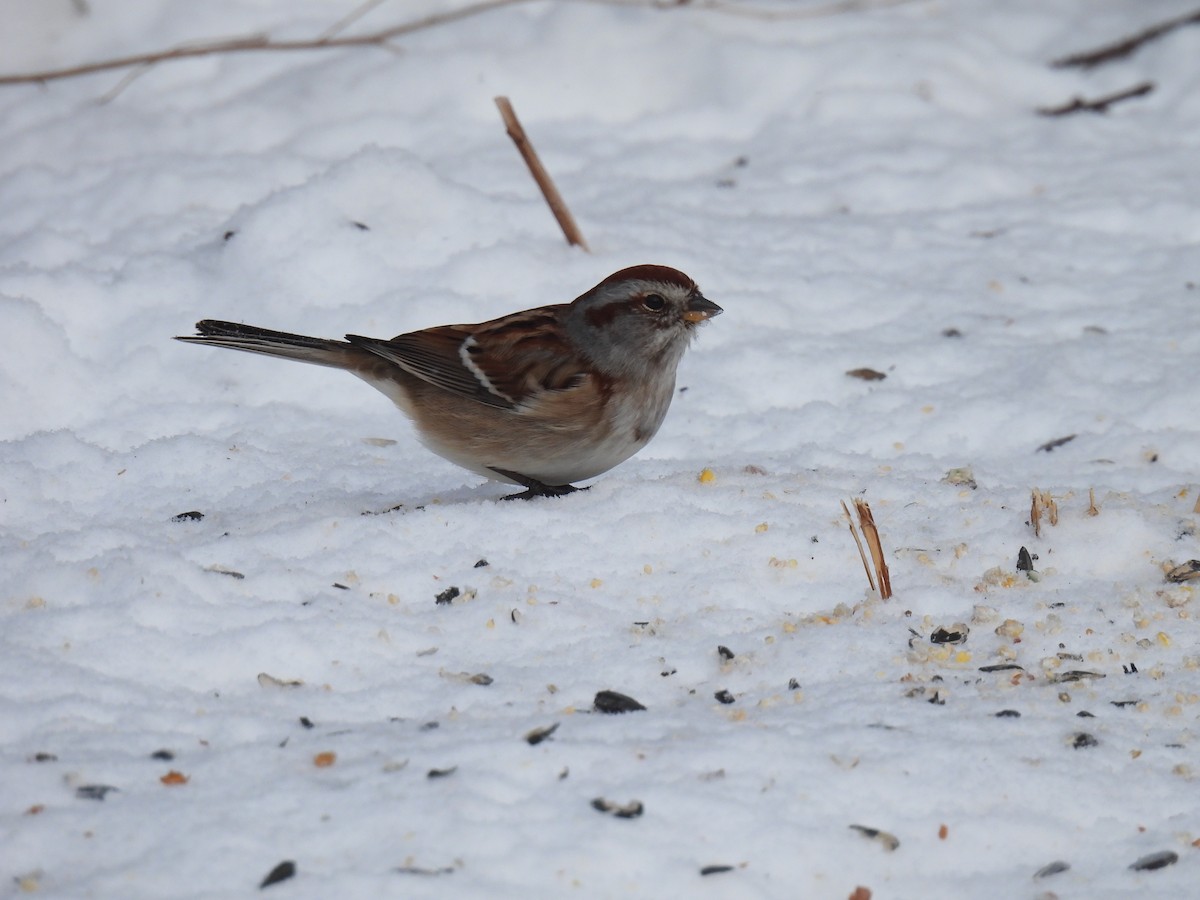 bjørkespurv - ML646651478