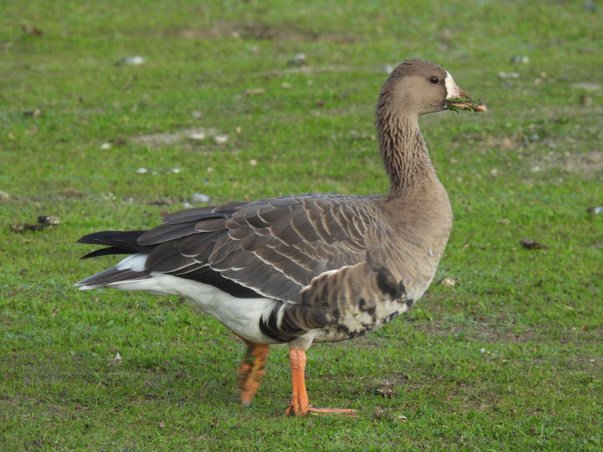 Oca lombardella - ML646651479