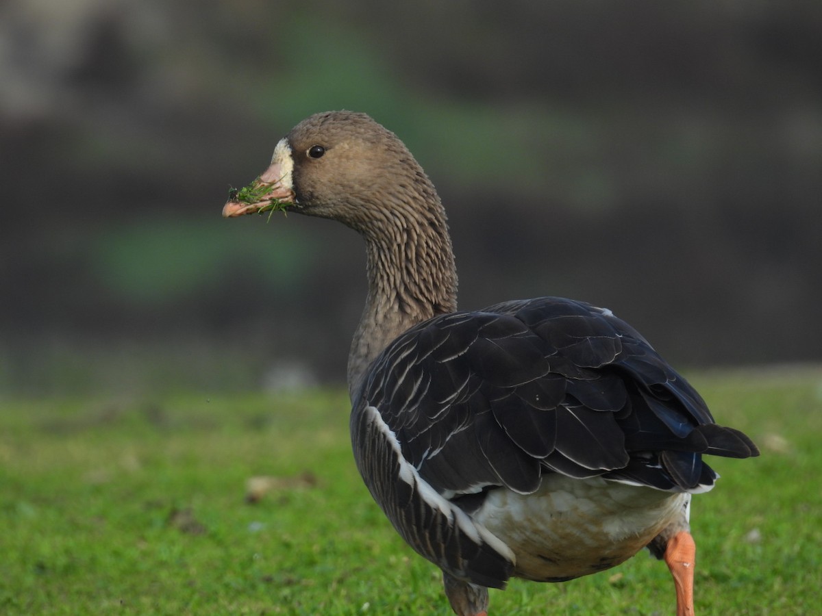 Oca lombardella - ML646651480