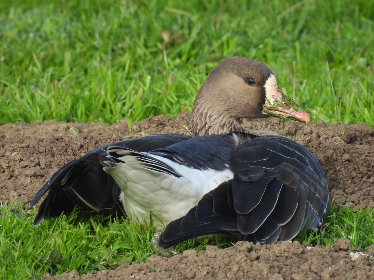 Oca lombardella - ML646651481