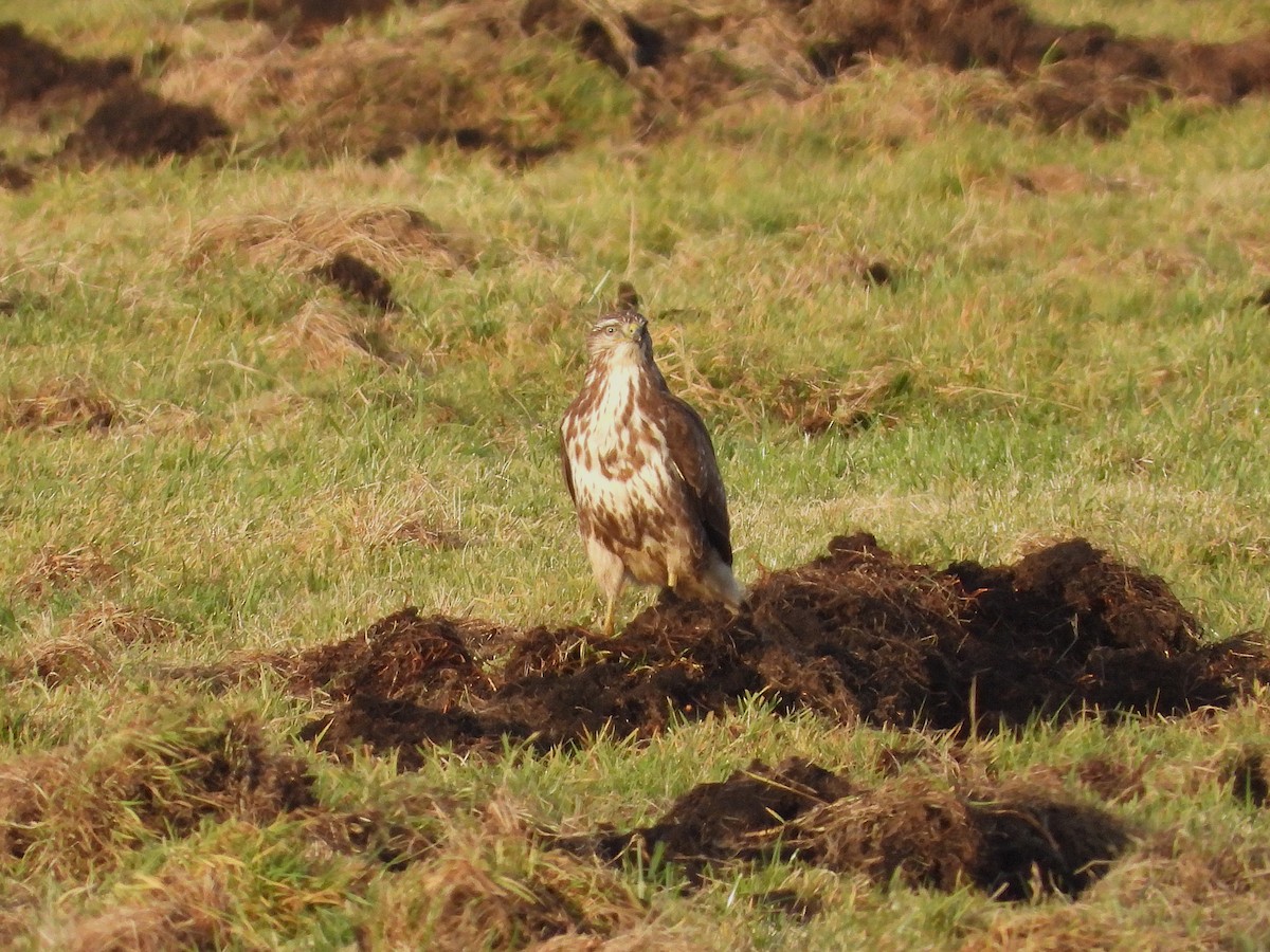Common Buzzard - ML646651482