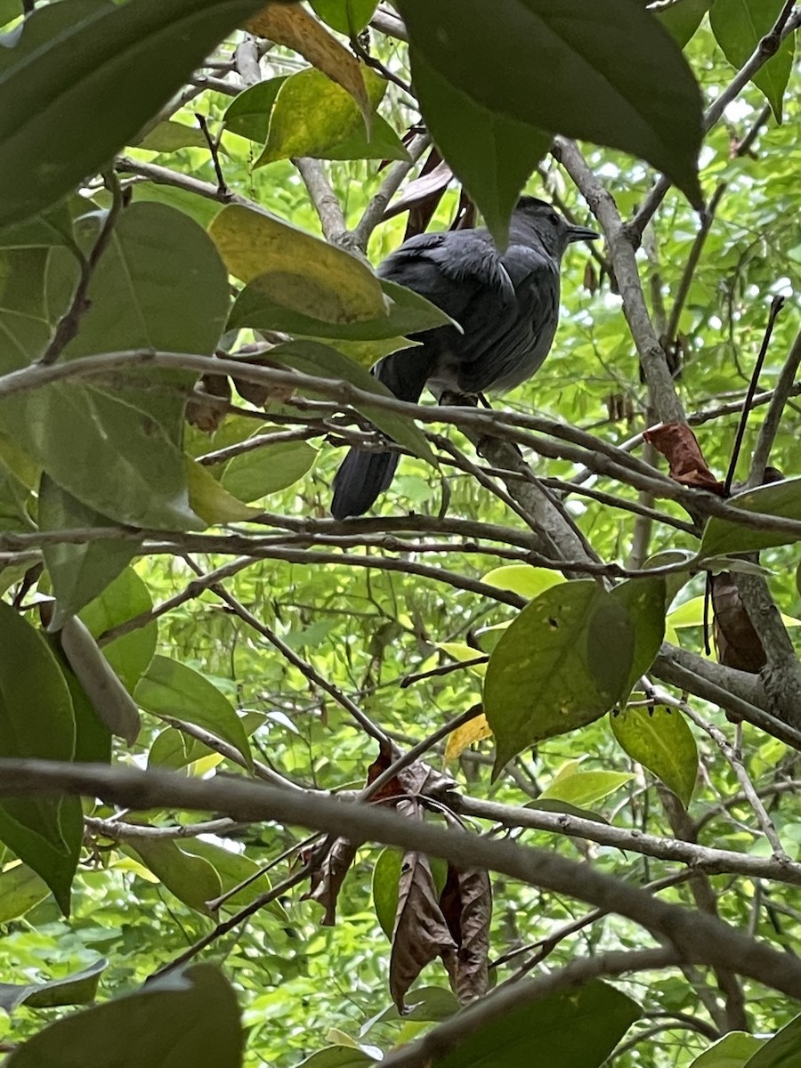 Katzenspottdrossel - ML646651483